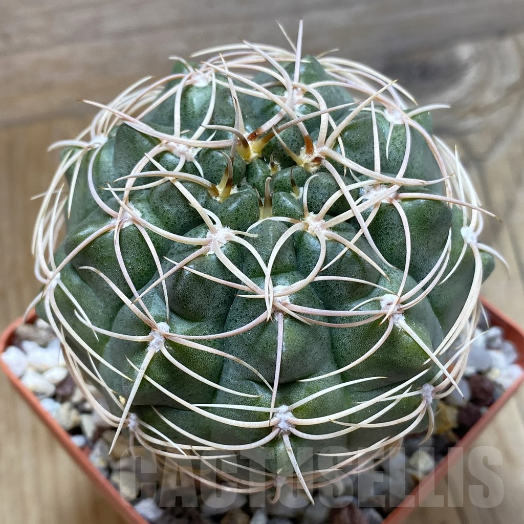 SH16622 Gymnocalycium ritterianum, old 7 years