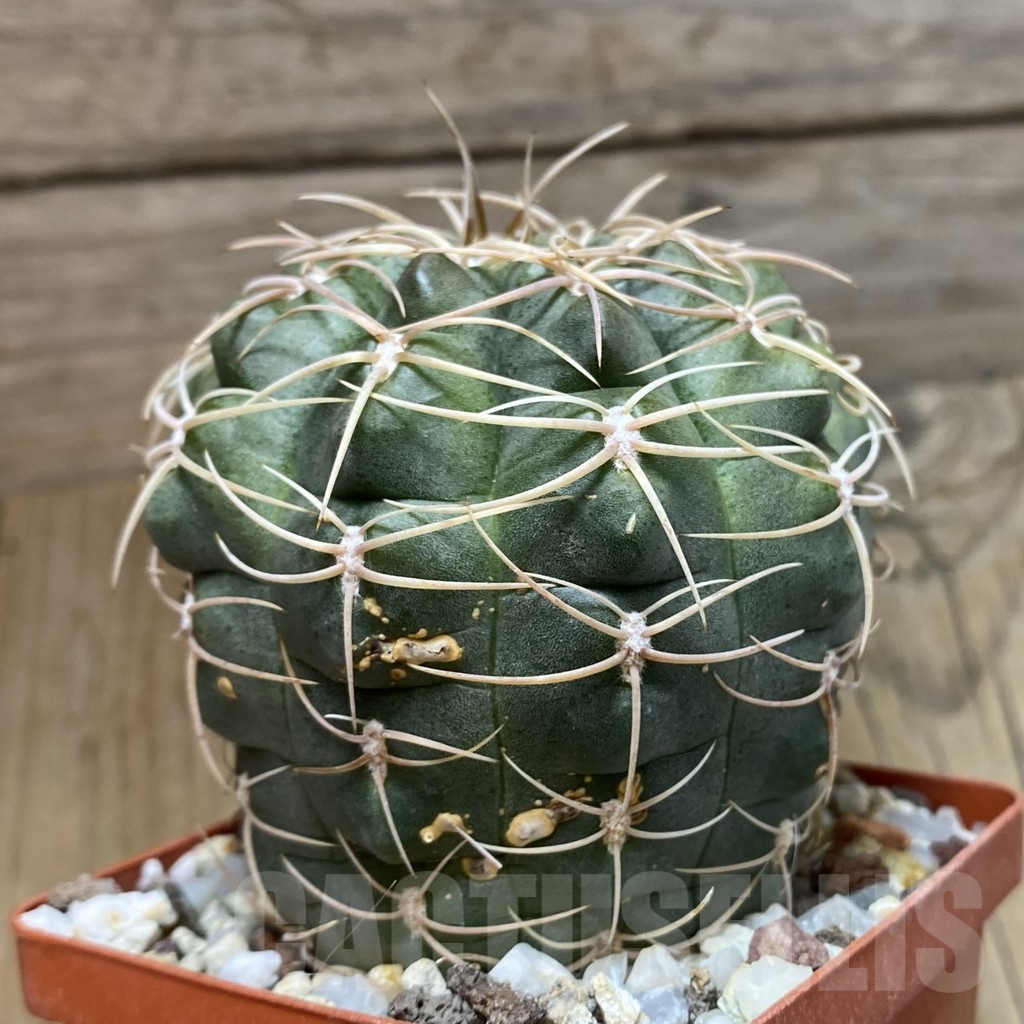SH16622 Gymnocalycium ritterianum, old 7 years - immagine 2