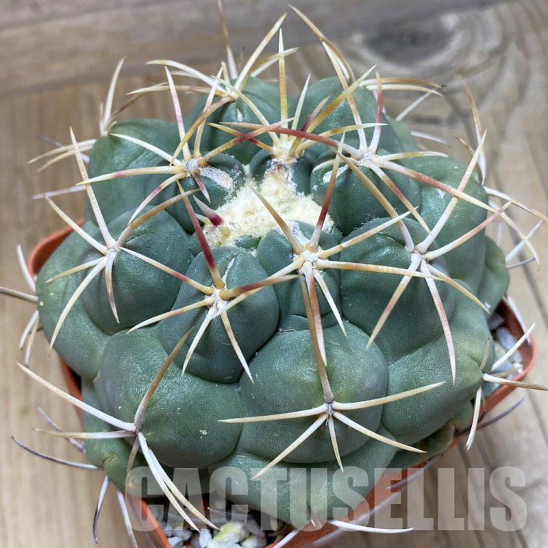 SH16624 Thelocactus hexaedrophorus, old 10 years