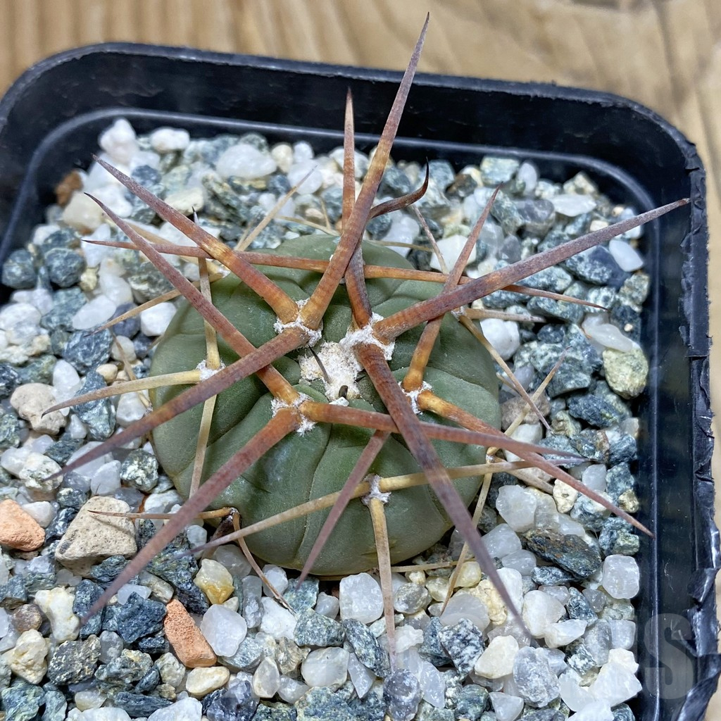 SH16628 Gymnocalycium armatum VOS 373