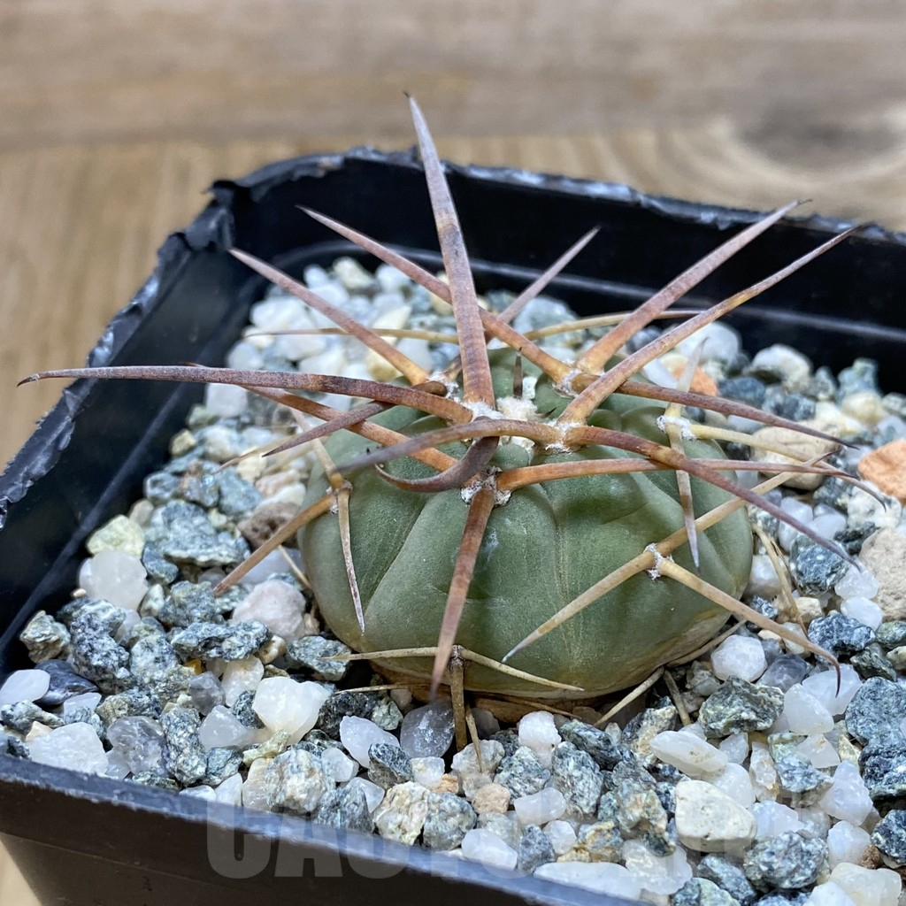 SH16628 Gymnocalycium armatum VOS 373 - 画像 (2)