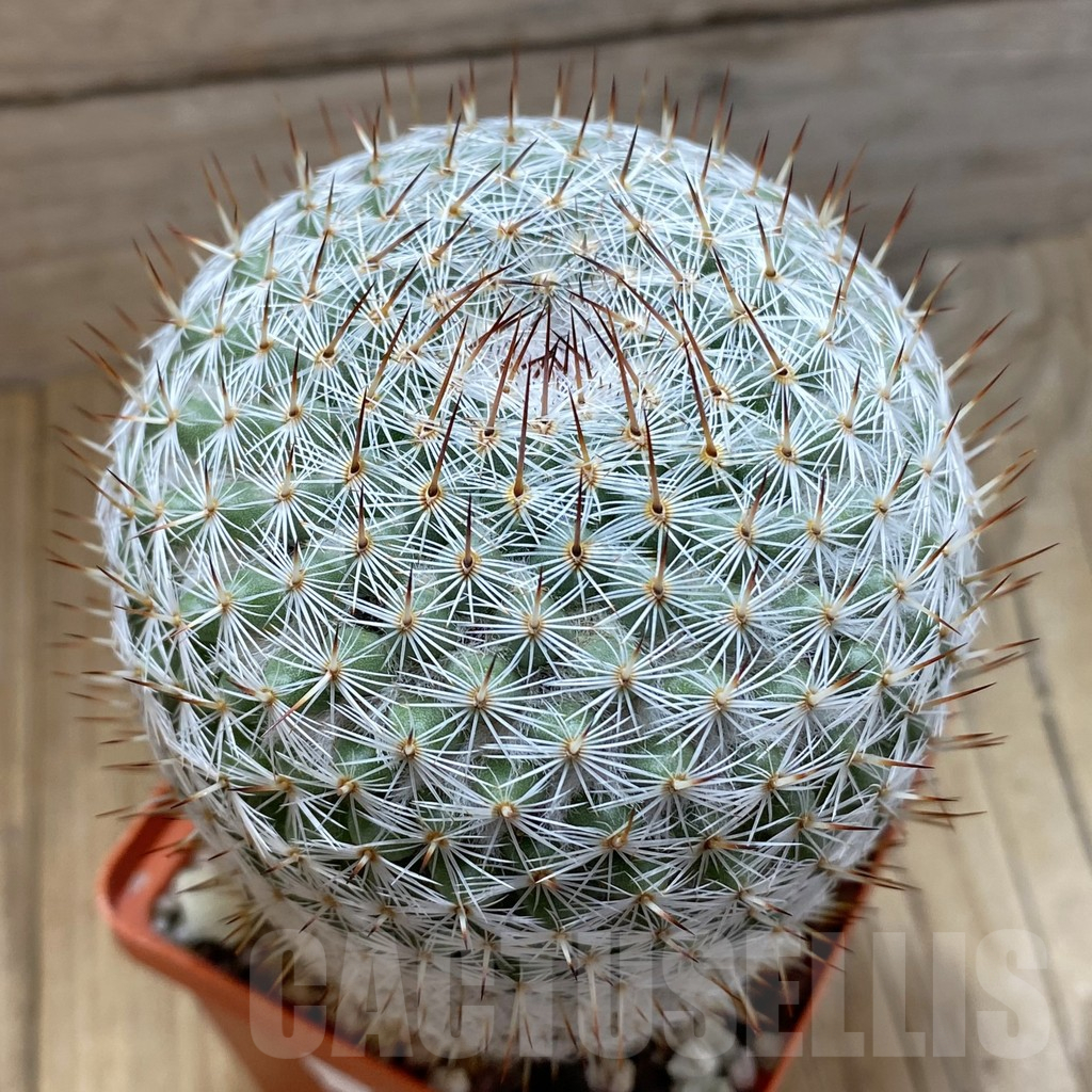 SH16629 Mammillaria elegans, old 10 years