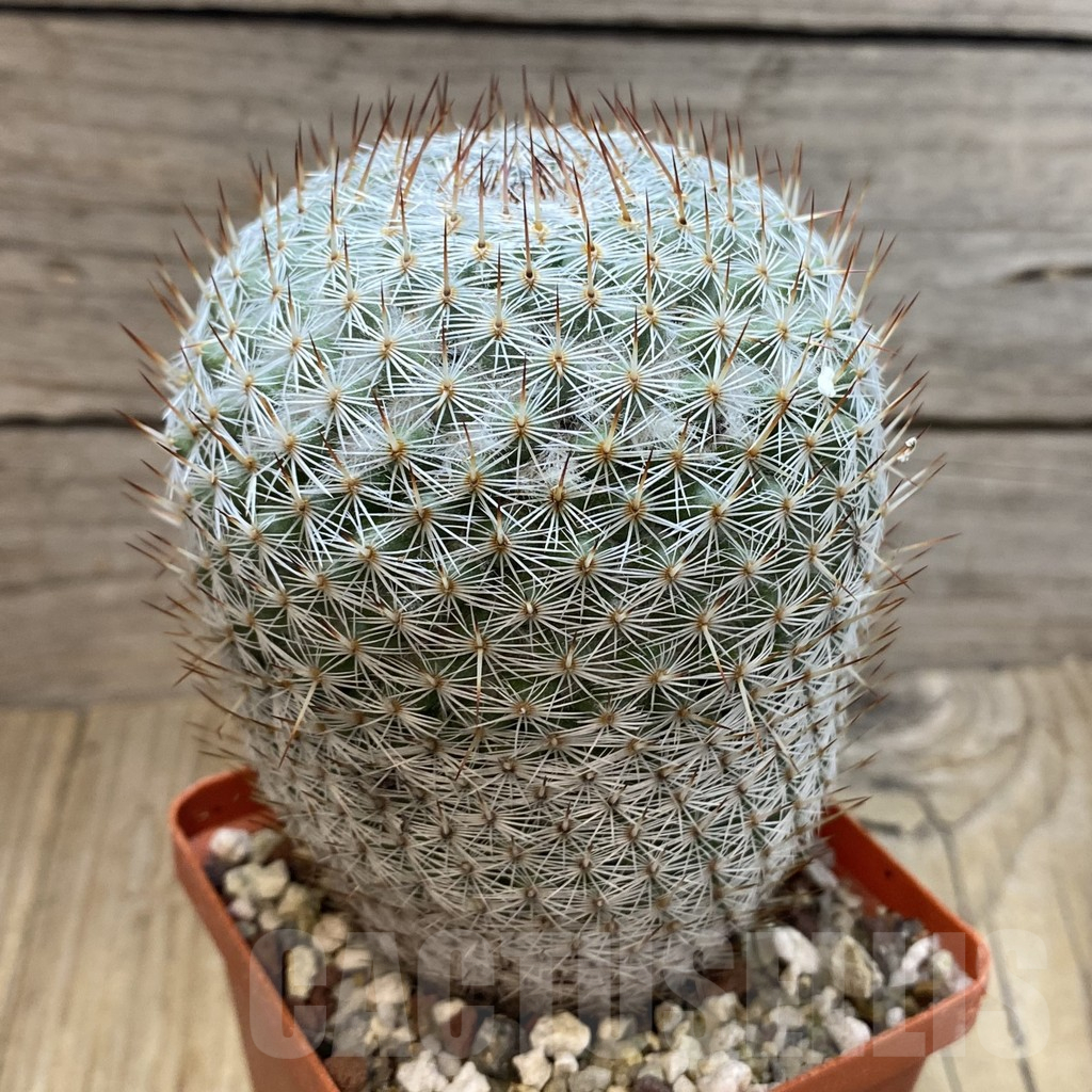 SH16629 Mammillaria elegans, old 10 years - immagine 2