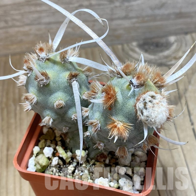 SH16631 Tephrocactus articulatus v. papyracanthus