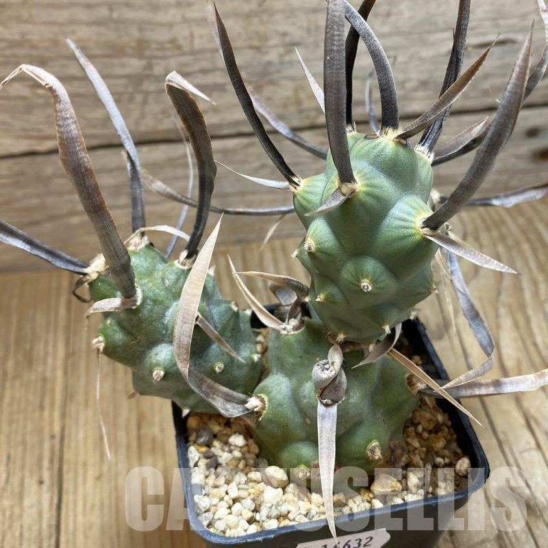 SH16632 Tephrocactus articulatus v. papyracanthus
