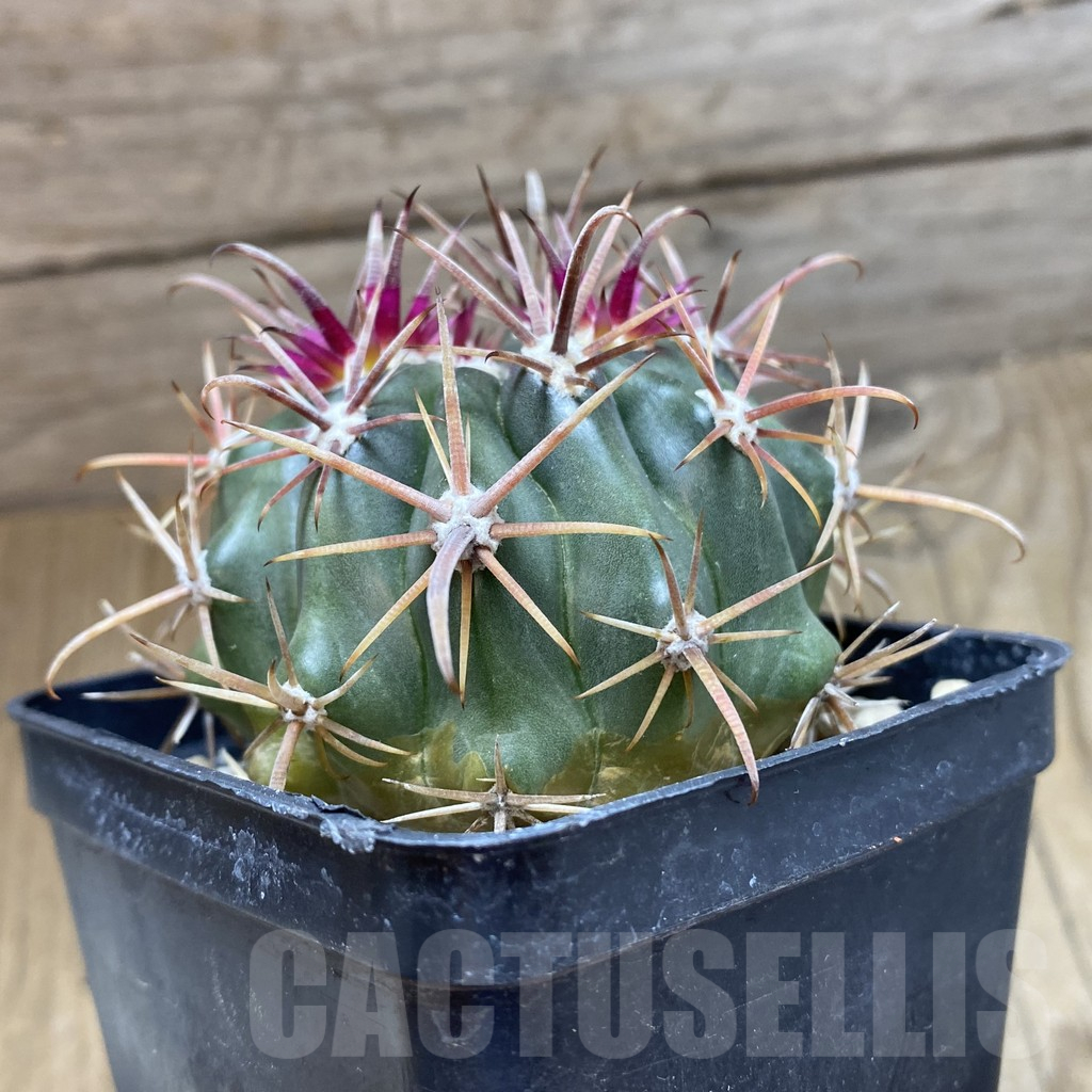 SH16615 Ferocactus fordii, old 5 years - immagine 2