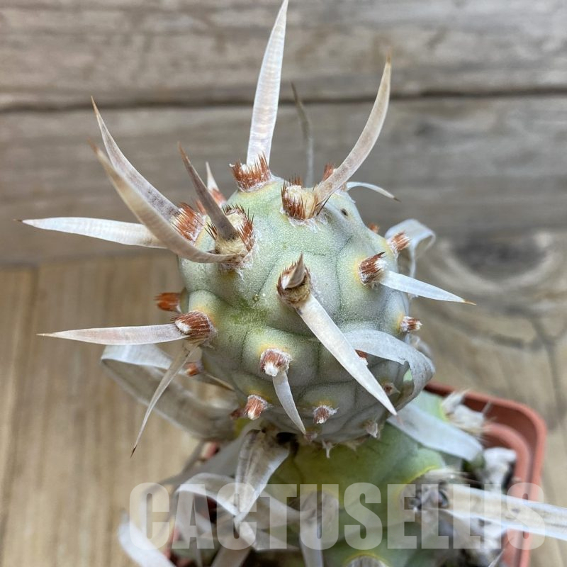 SH16633 Tephrocactus articulatus v. papyracanthus