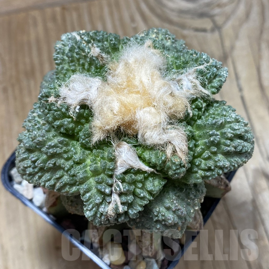 SH16636 Ariocarpus fissuratus ‘Godzilla’, grafted