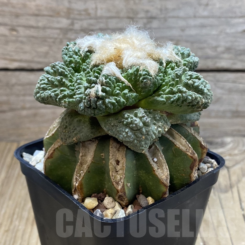 SH16636 Ariocarpus fissuratus ‘Godzilla’, grafted - immagine 2