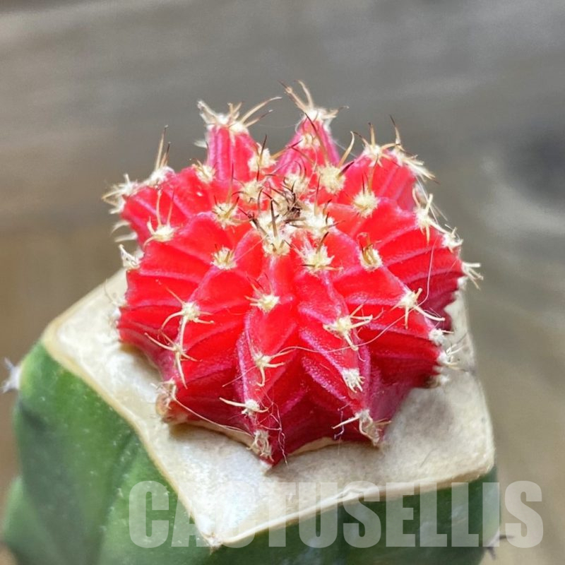 SH16637 Gymnocalycium friedrichii LB f. variegata, grafted