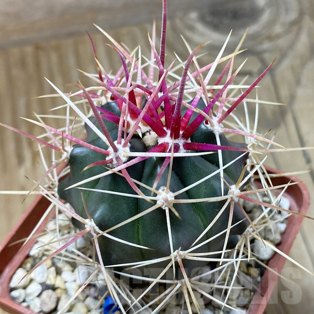 SH16638 Ferocactus gracilis
