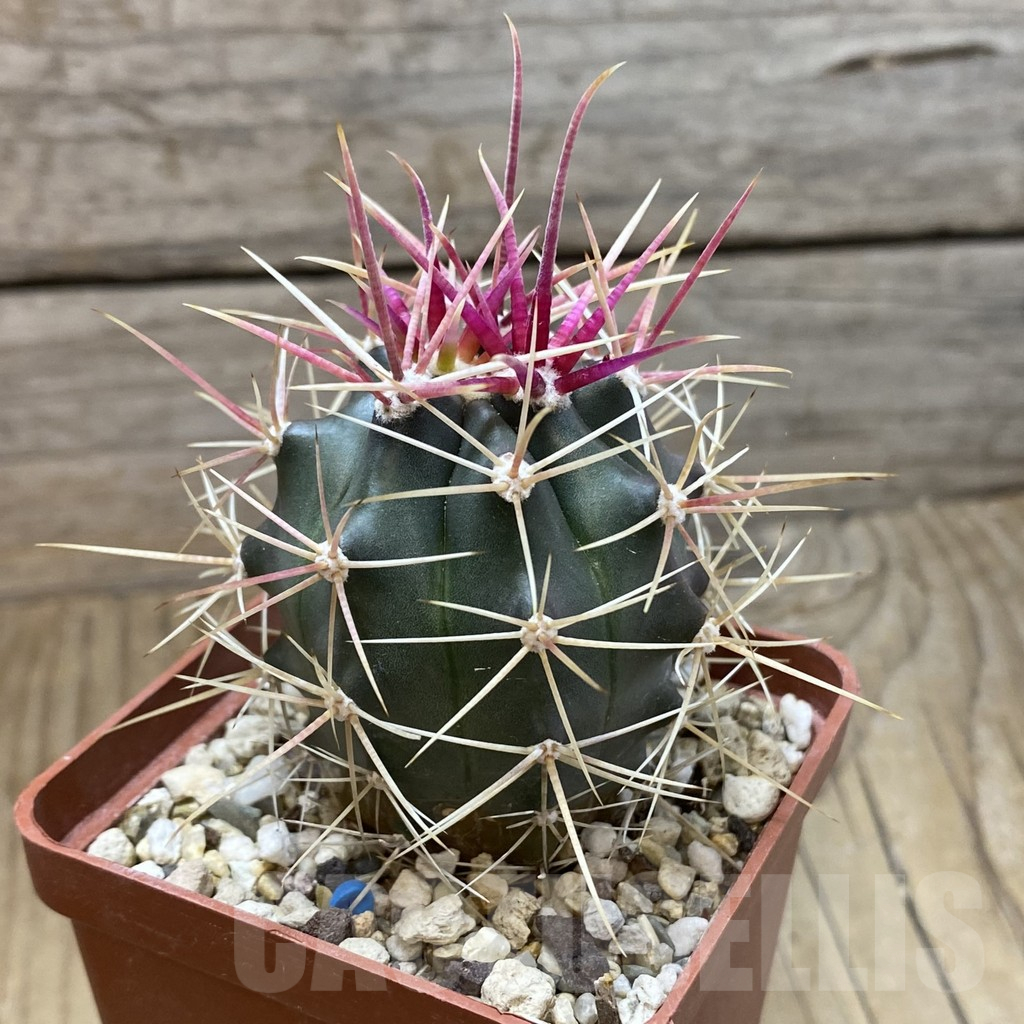 SH16638 Ferocactus gracilis - Image 2