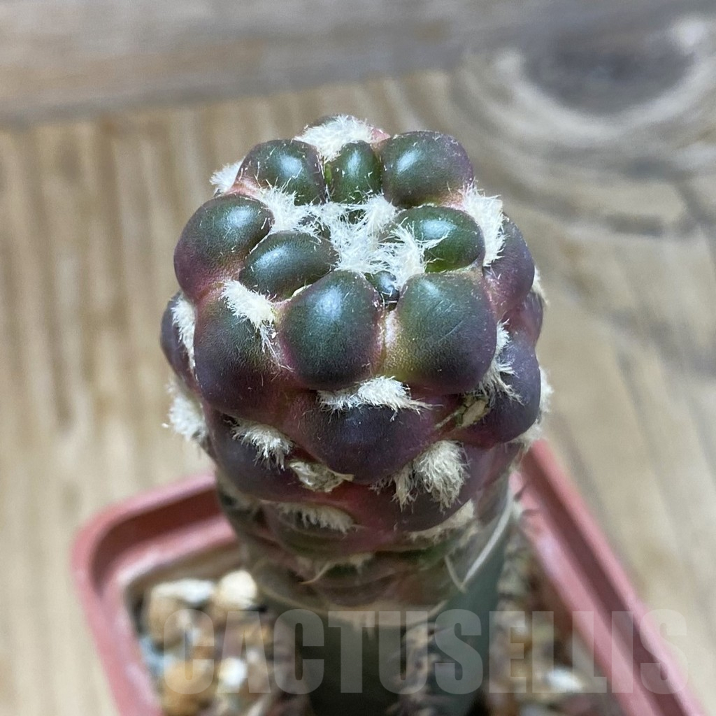 SH16639 Cintia knizei, grafted