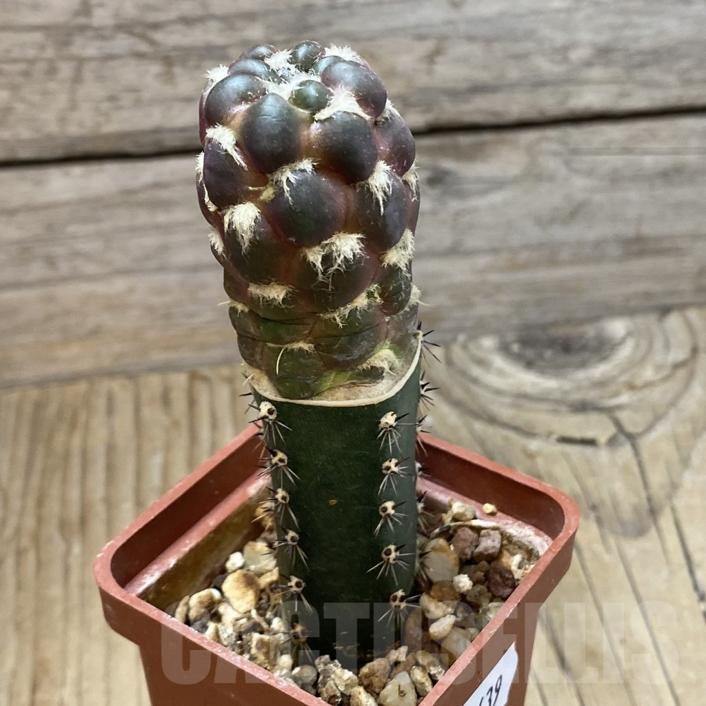 SH16639 Cintia knizei, grafted - Зображення 2