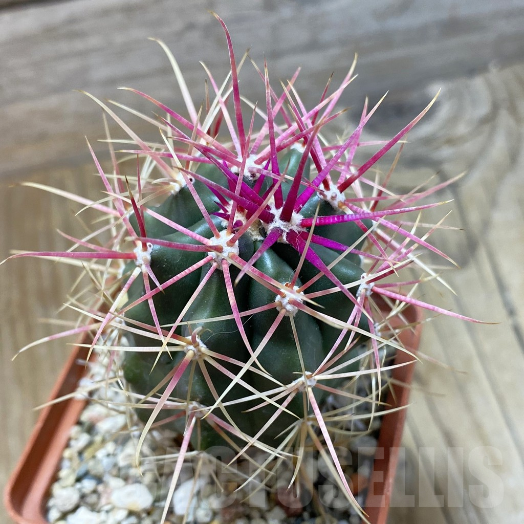 SH16616 Ferocactus gracilis -Punta Prieta-