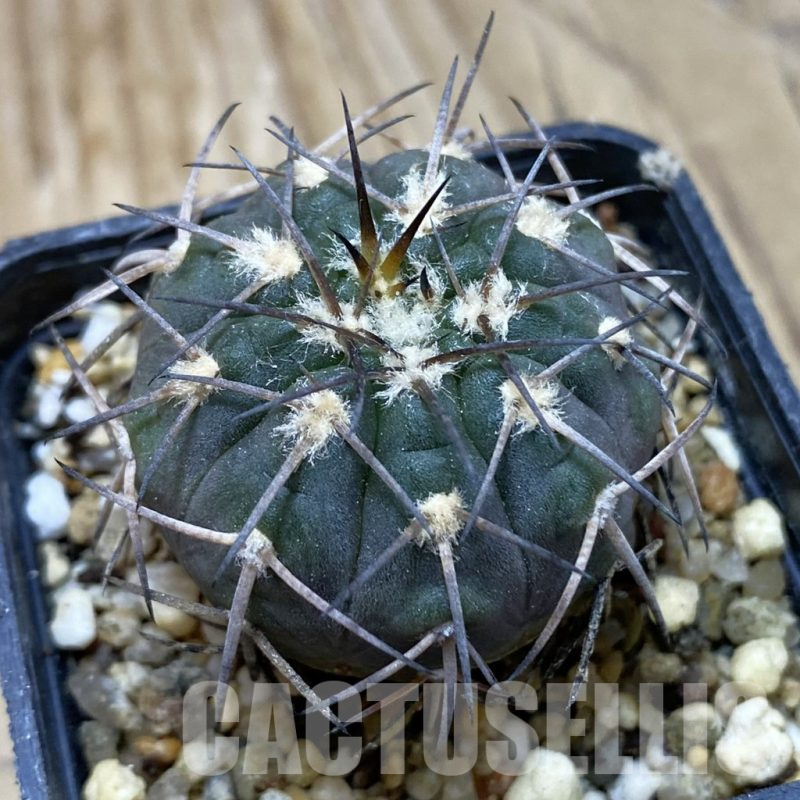 SH16640 Gymnocalycium spegazzinii