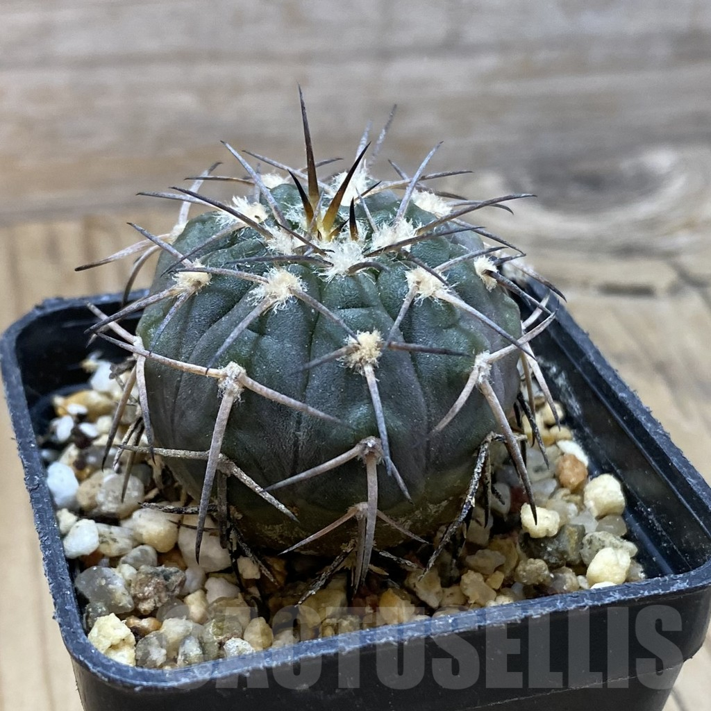 SH16640 Gymnocalycium spegazzinii - immagine 2