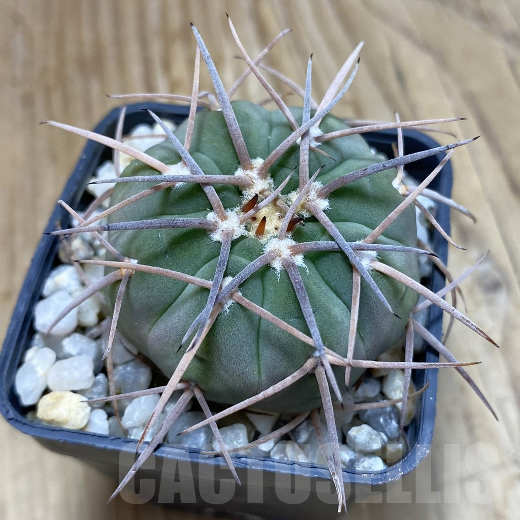 SH16642 Gymnocalycium spegazzinii