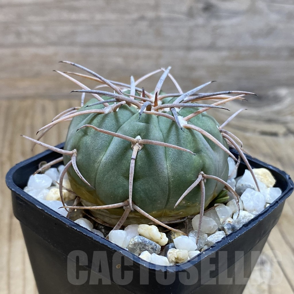 SH16642 Gymnocalycium spegazzinii - immagine 2