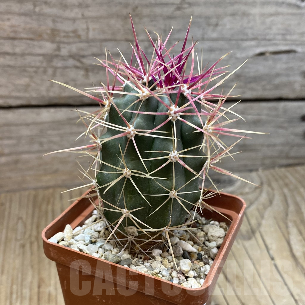 SH16616 Ferocactus gracilis -Punta Prieta- - immagine 2