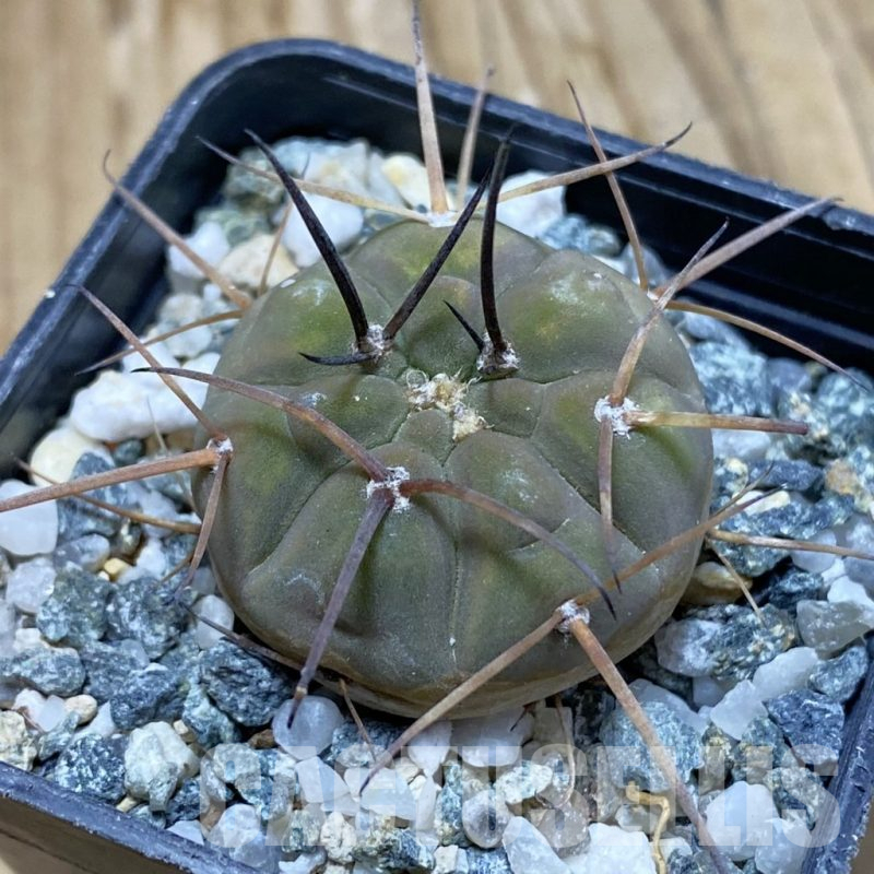 SH16644 Gymnocalycium spegazzinii