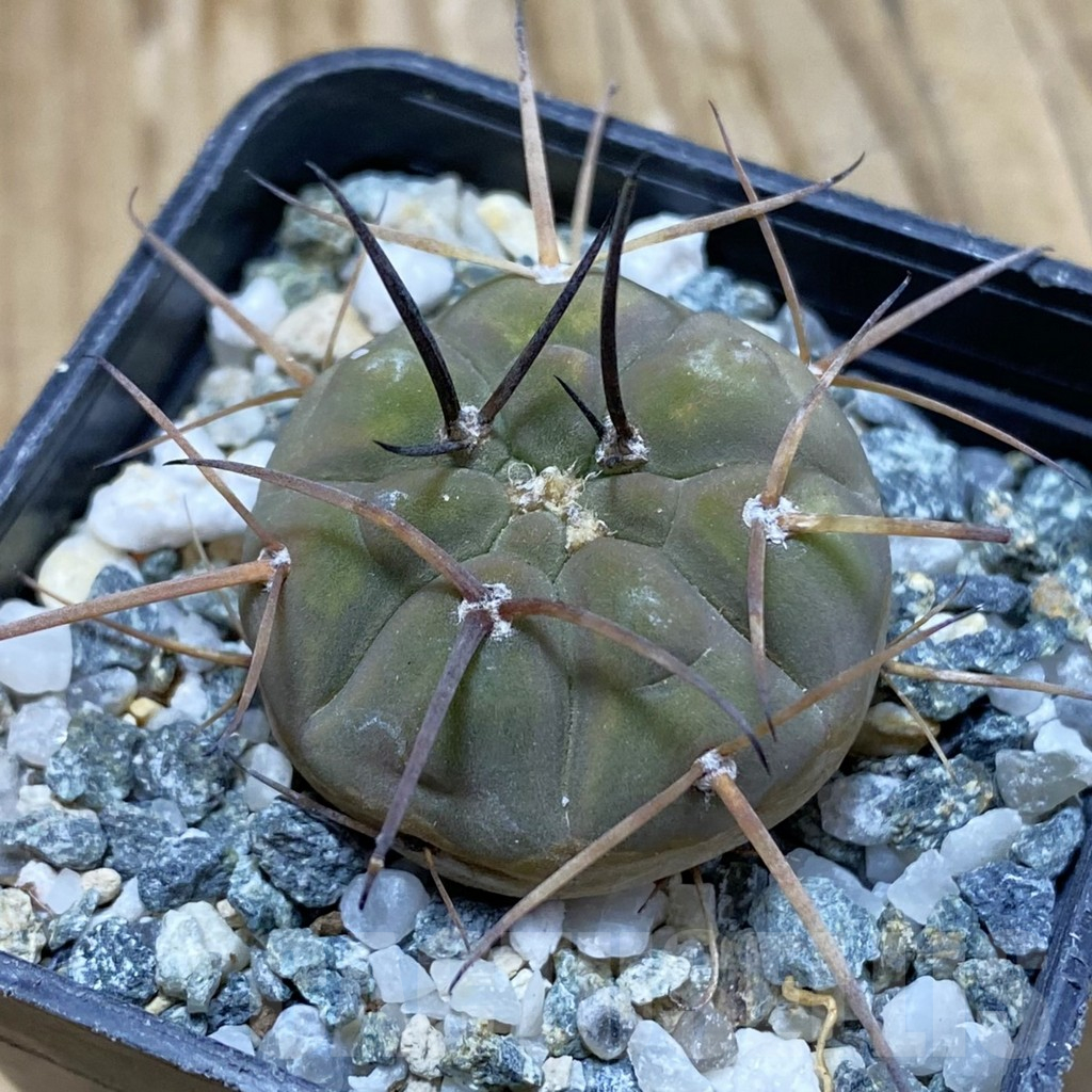 SH16644 Gymnocalycium spegazzinii