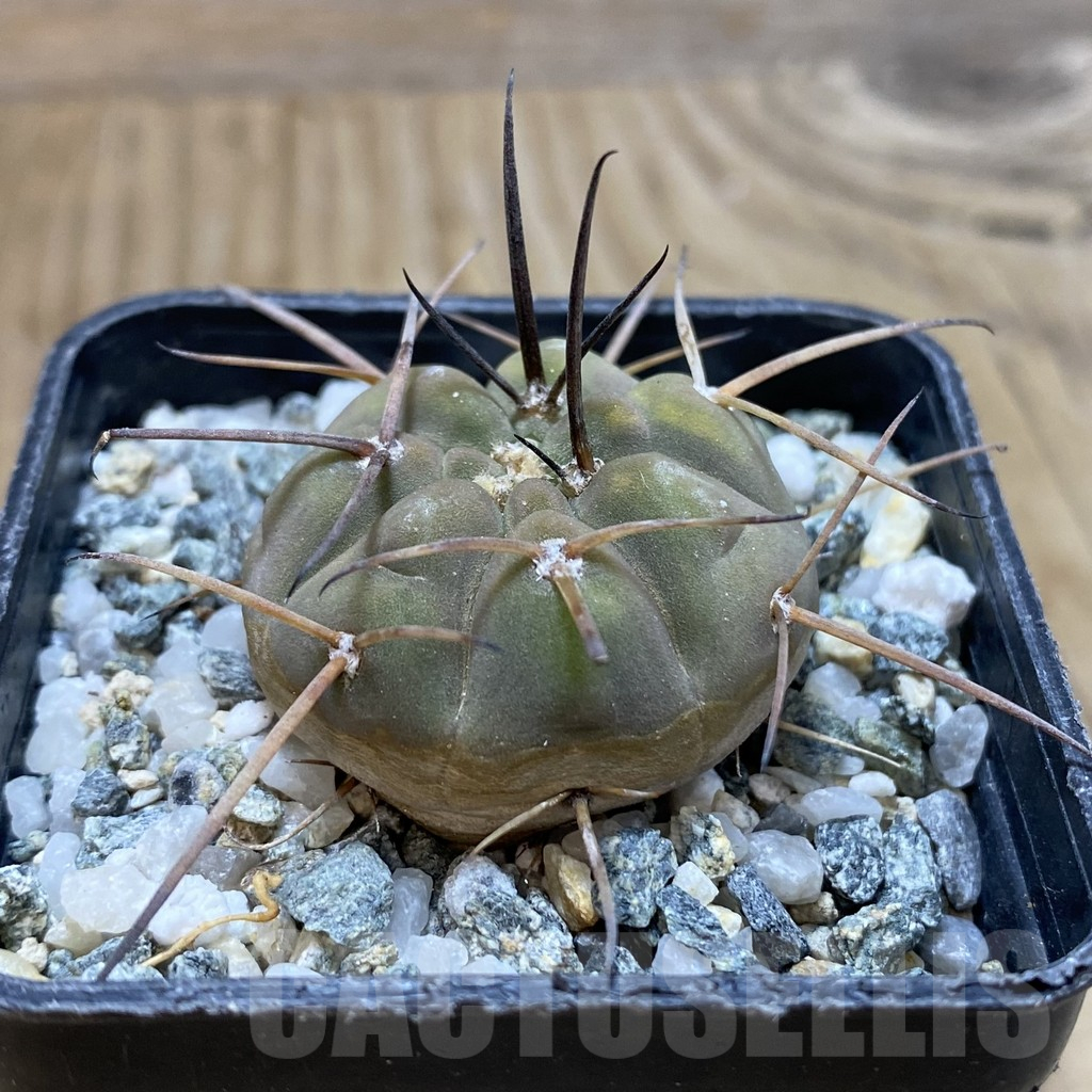 SH16644 Gymnocalycium spegazzinii - Image 2