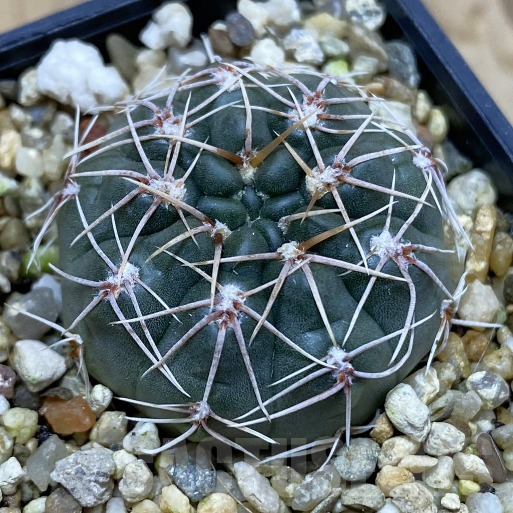 SH16646 Gymnocalycium gaponii v. geyeri VG 056
