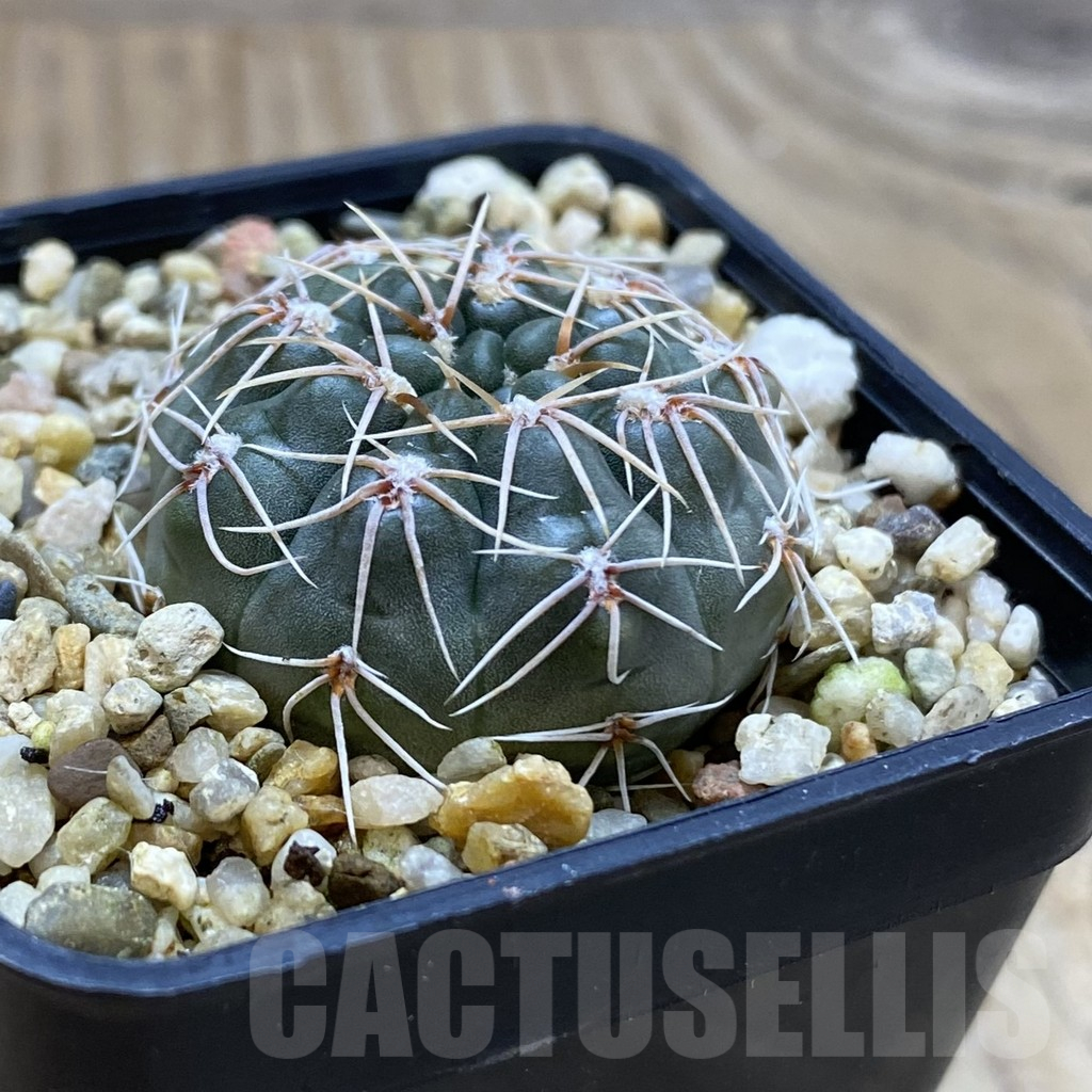 SH16646 Gymnocalycium gaponii v. geyeri VG 056 - Image 2