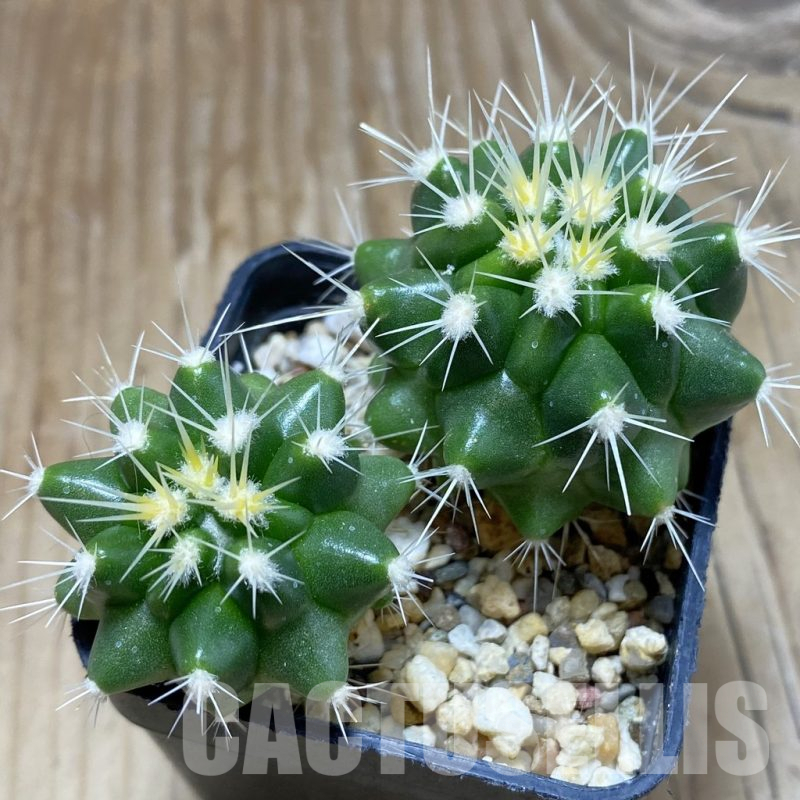 SH16710 Echinocactus grusonii, seedling , 2 plants