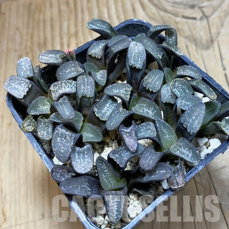 SH16711 Haworthia groenewaldii, 9 plants