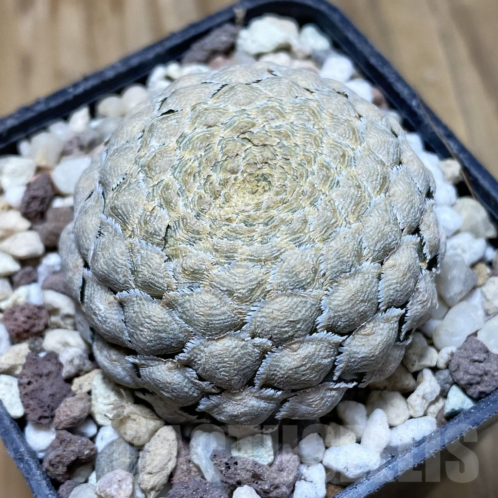 SH16680 Euphorbia piscidermis