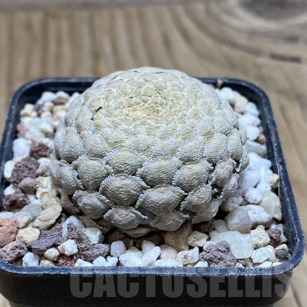 SH16680 Euphorbia piscidermis - immagine 2