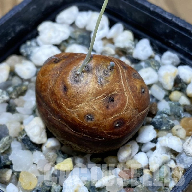 SH16682 Othonna cacalioides