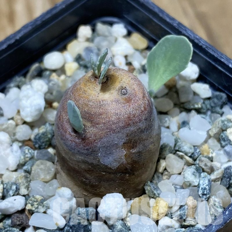 SH16683 Othonna cacalioides