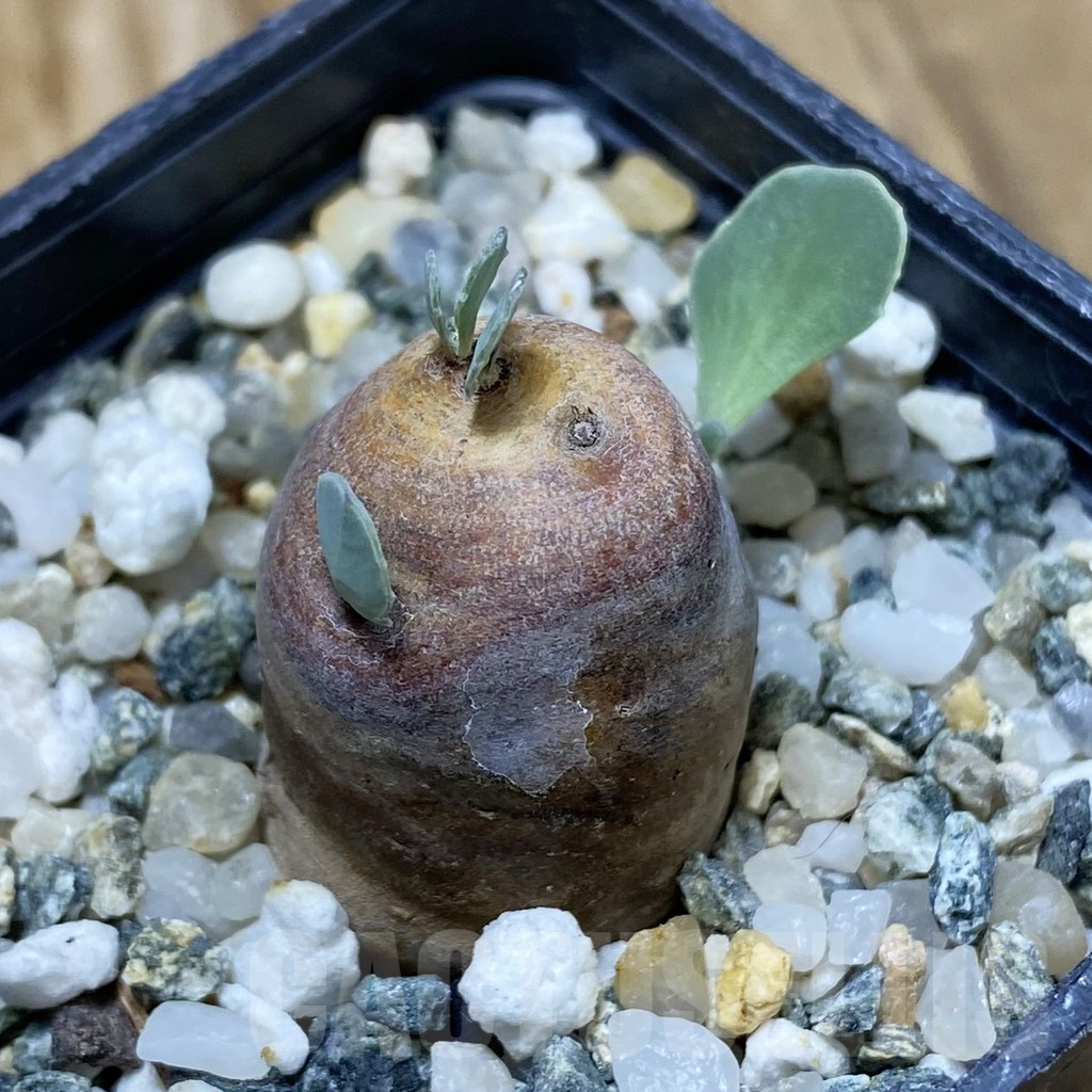 SH16683 Othonna cacalioides