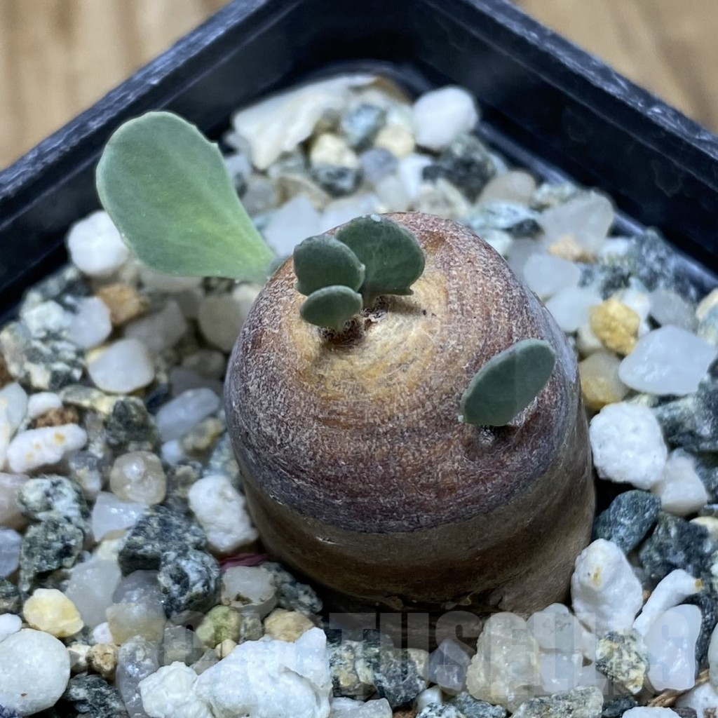 SH16683 Othonna cacalioides - Obrázek 2