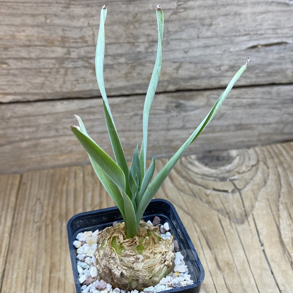 SH16695 Cyrtanthus spiralis