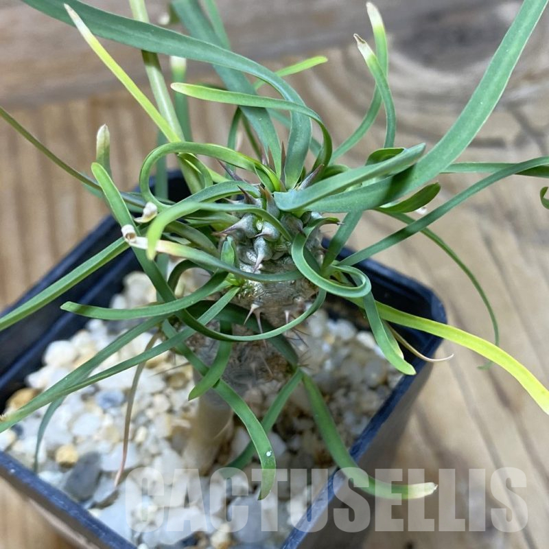 SH16696 Euphorbia gottlebei