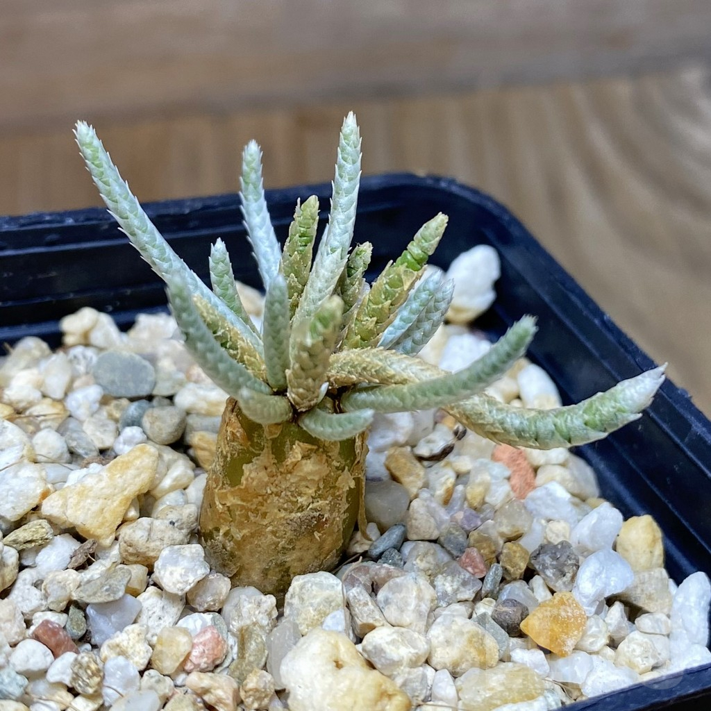 SH16697 Avonia quinaria, pink flower