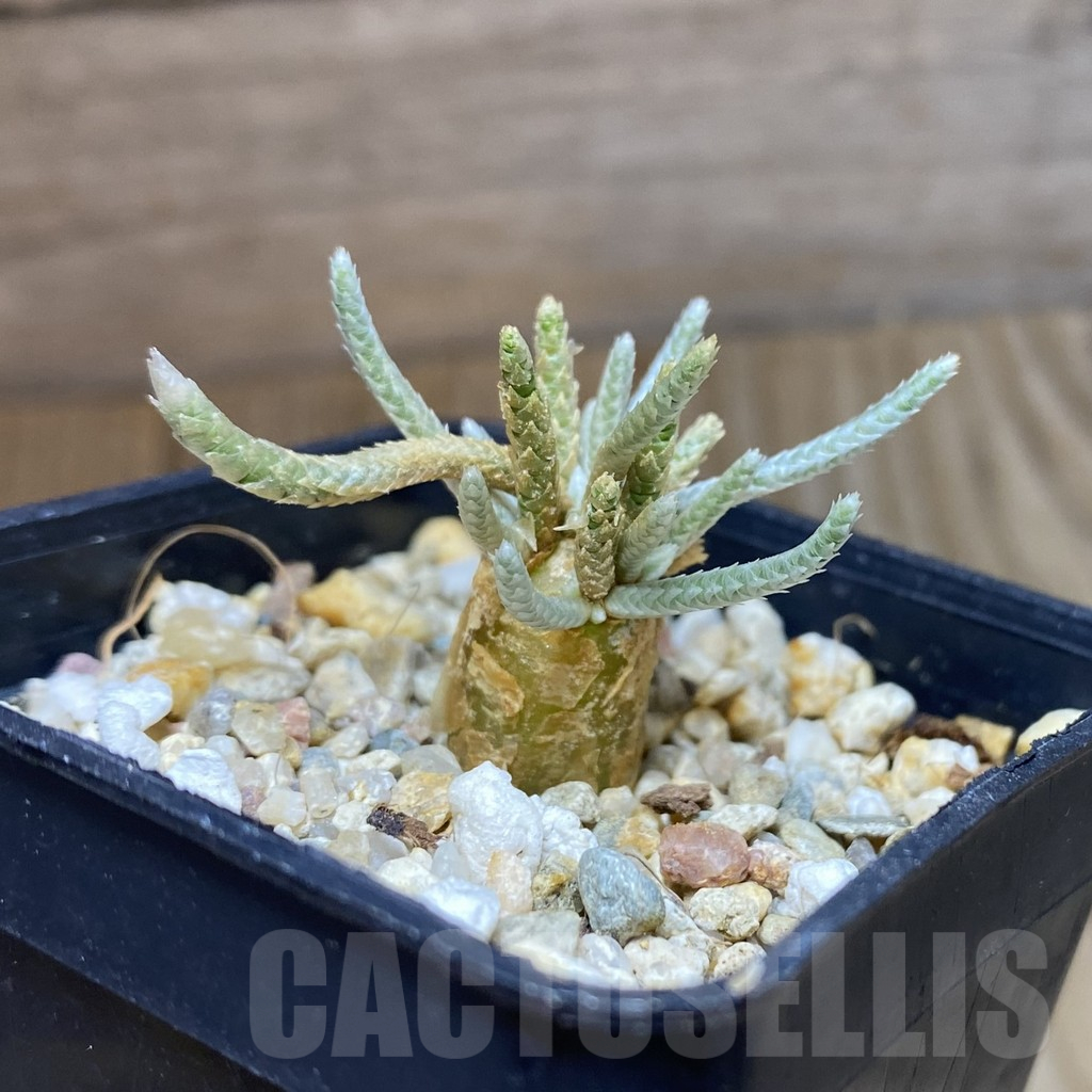 SH16697 Avonia quinaria, pink flower - Image 2