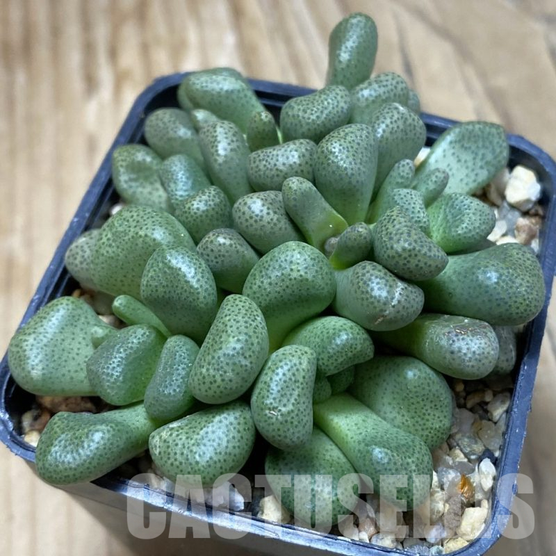 SH16699 Aloinopsis schooneesii, seedling