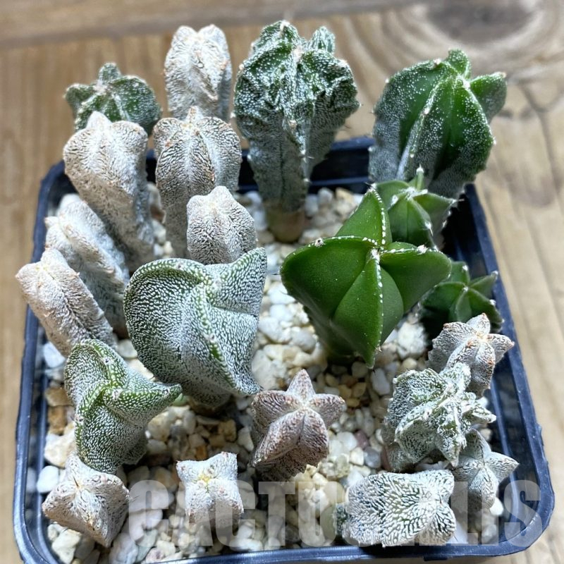 SH16702 Astrophytum myriostigma mix