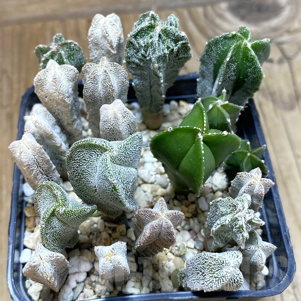 SH16702 Astrophytum myriostigma mix