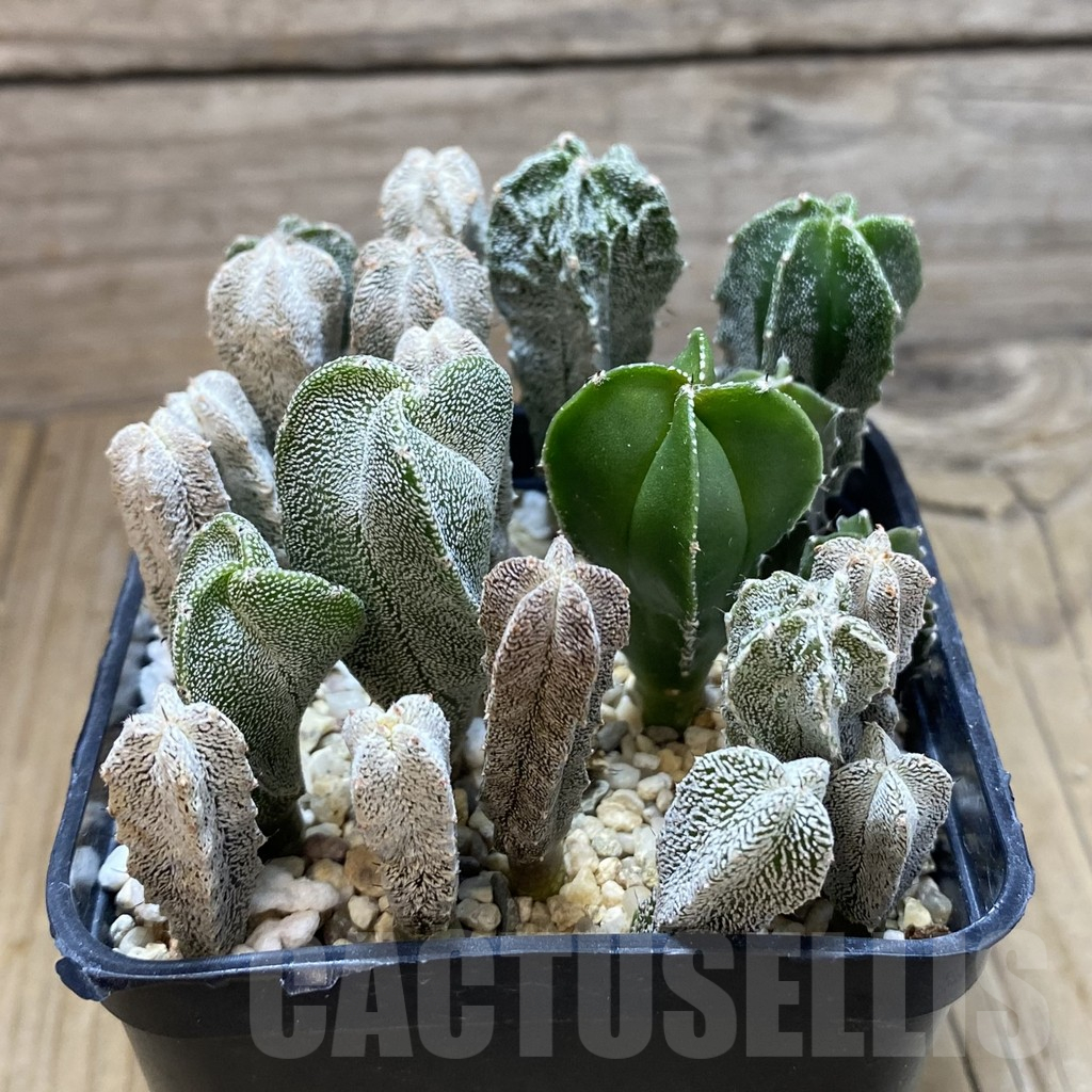 SH16702 Astrophytum myriostigma mix - Image 2
