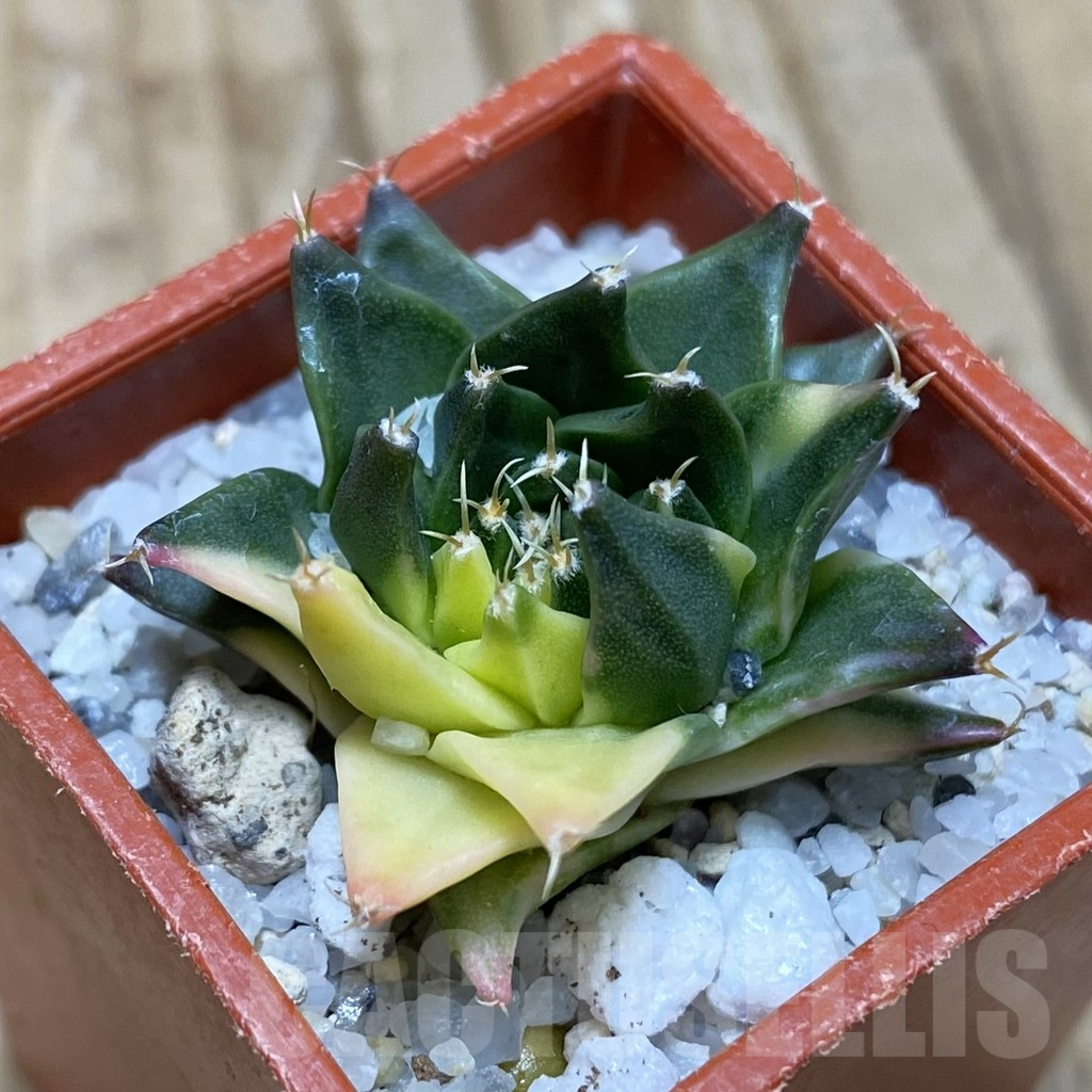 SH16703 Obregonia denigrii f. variegata