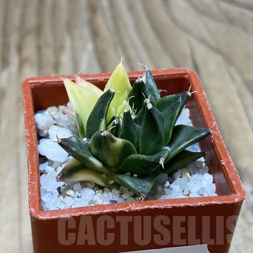 SH16703 Obregonia denigrii f. variegata - Image 2