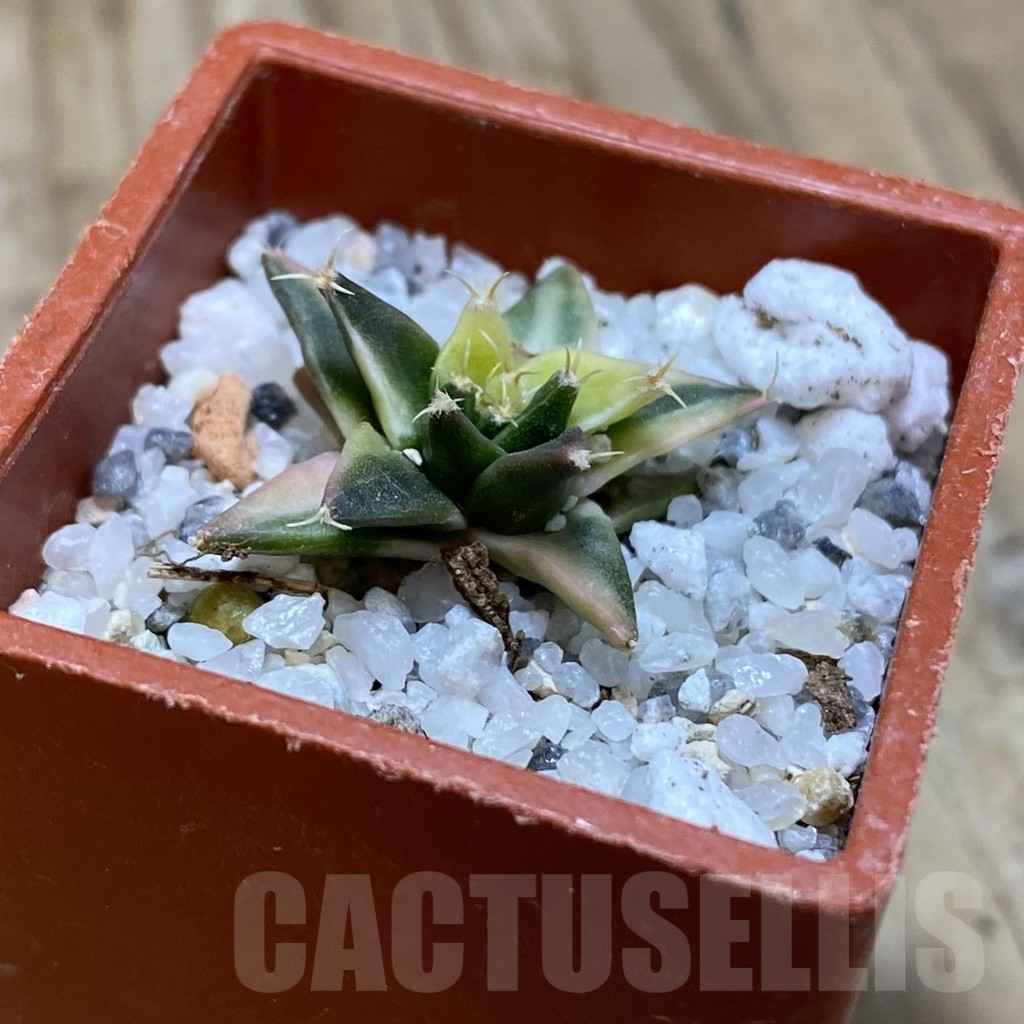 SH16705 Obregonia denigrii f. variegata - Image 2