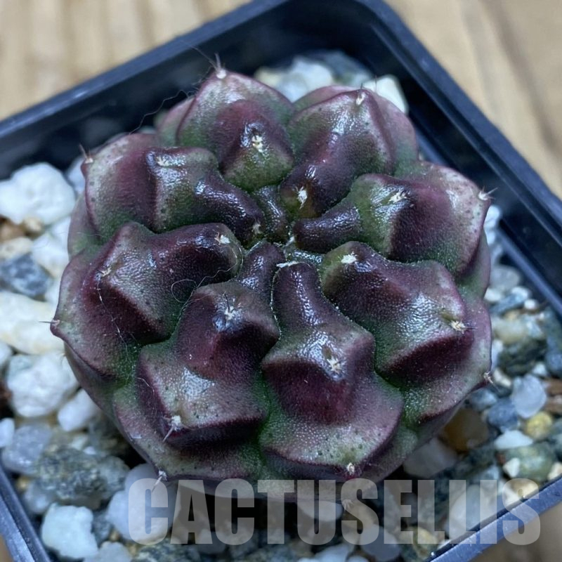 SH16707 Gymnocalycium mihanovichii ‘Day Dream’, seedling