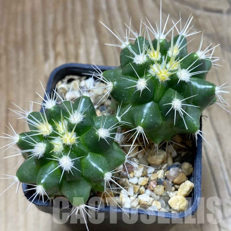 SH16709 Echinocactus grusonii, seedling , 2 plants